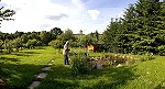 Viel Grün am Gartenteich